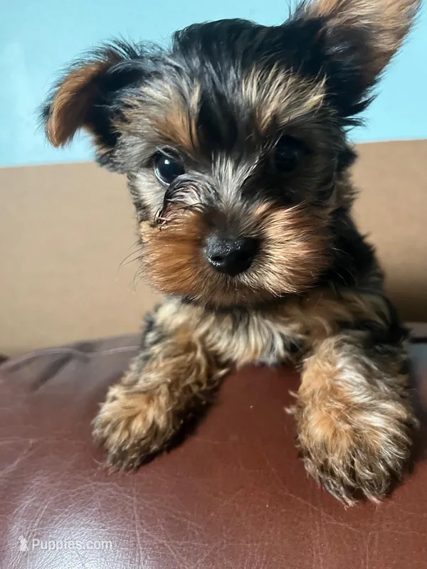Yorkie – Yorkshire Terrier puppy for sale in Sanford, FL