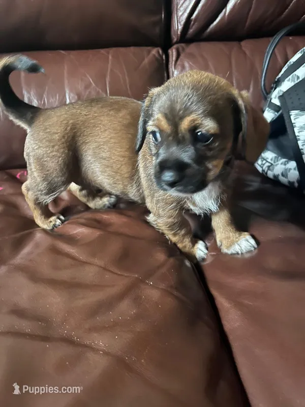 Shihtzu mix – Jack Russell Terrier, Shih Tzu puppy for sale in Sanford, FL