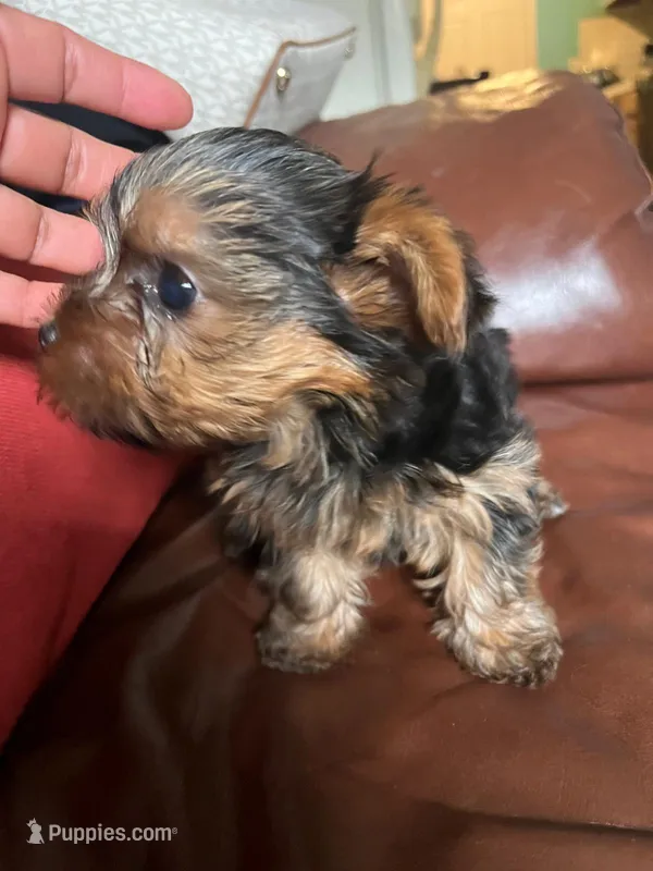 Yorkie – Yorkshire Terrier puppy for sale in Sanford, FL
