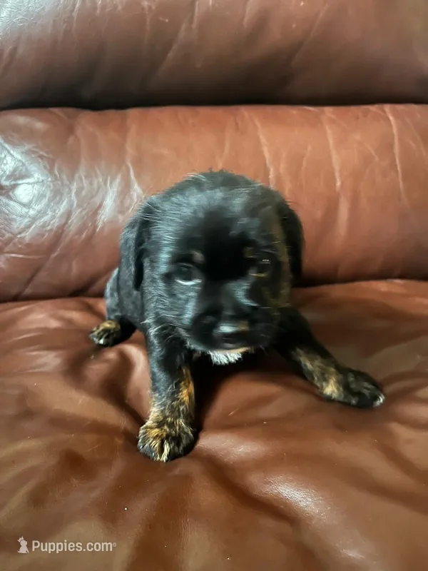 Shitzu mix, a female Jack Russell Terrier and Shih Tzu for sale in Sanford, FL – Photo 1 of 1