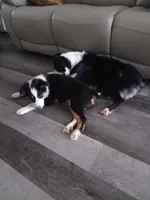 KODA, a male Australian Shepherd for sale in Fort Worth, TX – 3 of 4