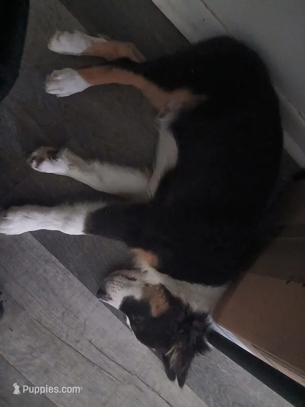 KODA – Australian Shepherd puppy for sale in Fort Worth, TX