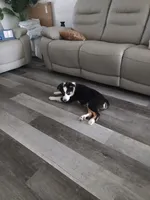 KODA, a male Australian Shepherd for sale in Fort Worth, TX – 4 of 4