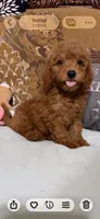 Trixy, a female Goldendoodle for sale in Sevierville, TN – 6 of 8