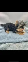 Georgie, a male Yorkshire Terrier for sale in Sevierville, TN – Photo 7 of 7