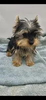 Georgie, a male Yorkshire Terrier for sale in Sevierville, TN – Photo 5 of 7