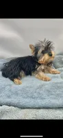 Georgie, a male Yorkshire Terrier for sale in Sevierville, TN – Photo 2 of 7