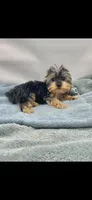 Georgie, a male Yorkshire Terrier for sale in Sevierville, TN – Photo 6 of 7