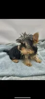 Georgie, a male Yorkshire Terrier for sale in Sevierville, TN – Photo 3 of 7