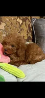 Milly, a female Goldendoodle for sale in Sevierville, TN – 7 of 9