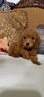 Trixy, a female Goldendoodle for sale in Sevierville, TN – 5 of 8