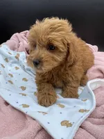 Rex, a male Goldendoodle for sale in Sevierville, TN – Photo 6 of 8