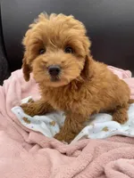 Rex, a male Goldendoodle for sale in Sevierville, TN – Photo 1 of 8