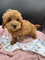 Rex, a male Goldendoodle for sale in Sevierville, TN – Photo 4 of 8