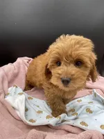 Rex, a male Goldendoodle for sale in Sevierville, TN – Photo 5 of 8