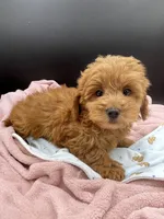 Rex, a male Goldendoodle for sale in Sevierville, TN – Photo 3 of 8