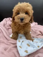 Rex, a male Goldendoodle for sale in Sevierville, TN – Photo 8 of 8