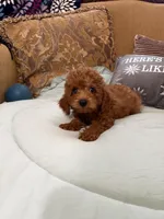 Stevie, a male Goldendoodle for sale in Sevierville, TN – Photo 2 of 7