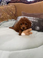 Stevie, a male Goldendoodle for sale in Sevierville, TN – Photo 3 of 7