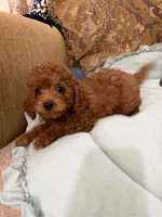 Stevie, a male Goldendoodle for sale in Sevierville, TN – Photo 1 of 7