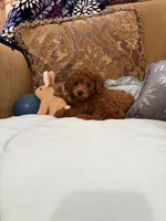 Stevie, a male Goldendoodle for sale in Sevierville, TN – Photo 7 of 7