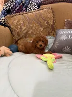 Stevie, a male Goldendoodle for sale in Sevierville, TN – Photo 6 of 7