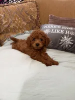 Stevie, a male Goldendoodle for sale in Sevierville, TN – Photo 4 of 7