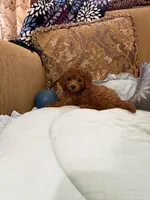 Stevie, a male Goldendoodle for sale in Sevierville, TN – Photo 5 of 7