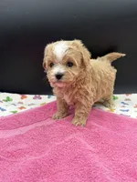 mandy, a female Maltipoo for sale in Sevierville, TN – Photo 6 of 7