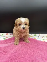 mandy, a female Maltipoo for sale in Sevierville, TN – Photo 7 of 7