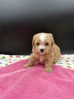 mandy, a female Maltipoo for sale in Sevierville, TN – Photo 2 of 7