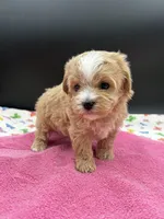 mandy, a female Maltipoo for sale in Sevierville, TN – Photo 5 of 7