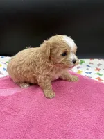 mandy, a female Maltipoo for sale in Sevierville, TN – Photo 4 of 7