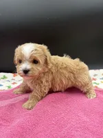 mandy, a female Maltipoo for sale in Sevierville, TN – Photo 3 of 7