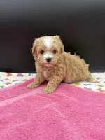 mandy, a female Maltipoo for sale in Sevierville, TN – Photo 1 of 7