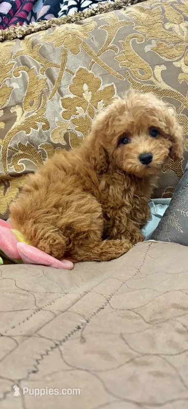 Rocky – Poodle - Toy  puppy for sale in Sevierville, TN