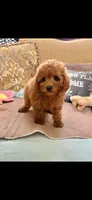 Candy, a female Poodle - Toy  for sale in Sevierville, TN – 5 of 5