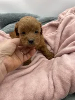 Molly, a female Goldendoodle for sale in Sevierville, TN – Photo 2 of 2