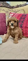 Jessie, a male Goldendoodle for sale in Sevierville, TN – Photo 8 of 10