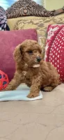 Jessie, a male Goldendoodle for sale in Sevierville, TN – Photo 9 of 10