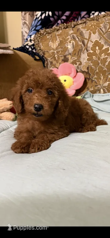 Ricco – Goldendoodle puppy for sale in Sevierville, TN