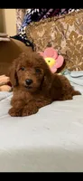 Ricco, a male Goldendoodle for sale in Sevierville, TN – 1 of 9