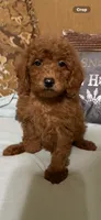Ricco, a male Goldendoodle for sale in Sevierville, TN – 8 of 9