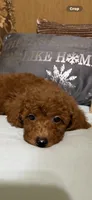 Ricco, a male Goldendoodle for sale in Sevierville, TN – 7 of 9