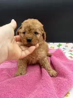 Libby, a female Poodle - Toy  for sale in Sevierville, TN – Photo 4 of 8