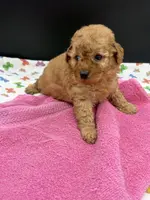 Libby, a female Poodle - Toy  for sale in Sevierville, TN – Photo 8 of 8
