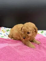 Libby, a female Poodle - Toy  for sale in Sevierville, TN – Photo 2 of 8