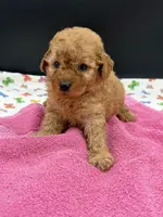 Libby, a female Poodle - Toy  for sale in Sevierville, TN – Photo 5 of 8