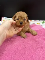 Libby, a female Poodle - Toy  for sale in Sevierville, TN – Photo 1 of 8