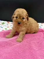 Libby, a female Poodle - Toy  for sale in Sevierville, TN – Photo 7 of 8